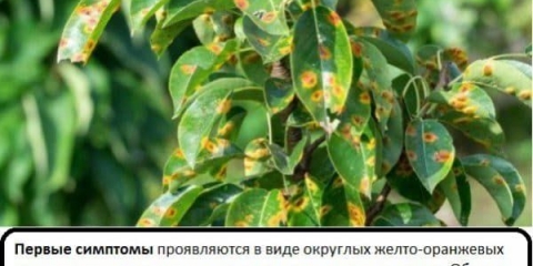 Bolesti kruške - narandžaste mrlje na lišću, kako liječiti rđu, kako obraditi i kako je se riješiti